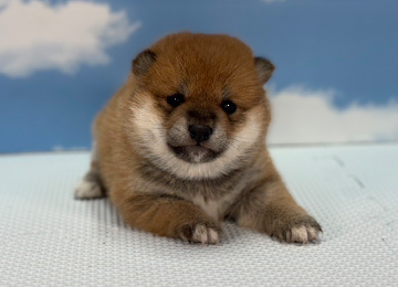 子犬237-1