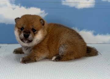子犬237-2