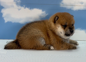 子犬237-3