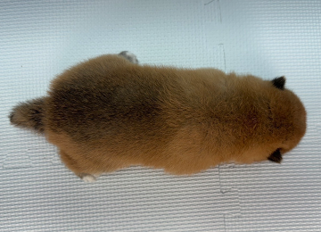 子犬237-4