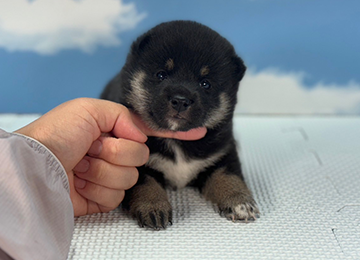 子犬238-1