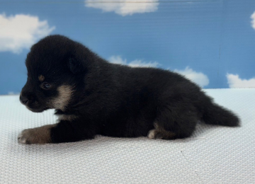 子犬238-2