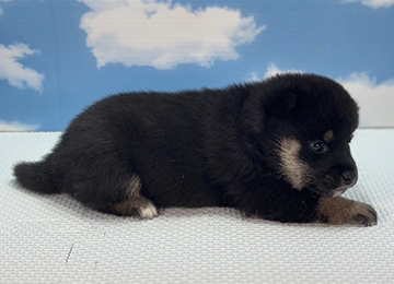 子犬238-3