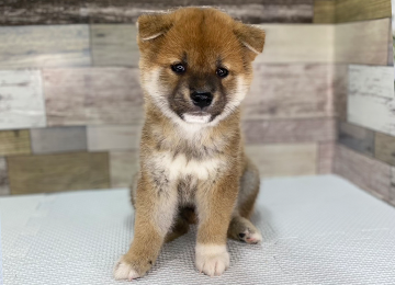 子犬239-1