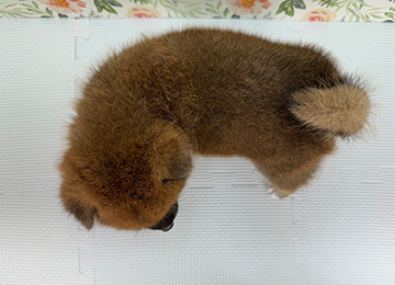 子犬239-4
