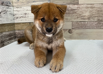 子犬240-1