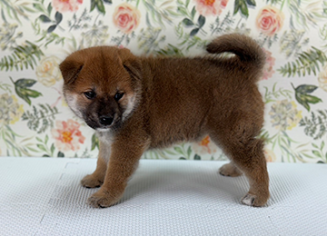 子犬240-2