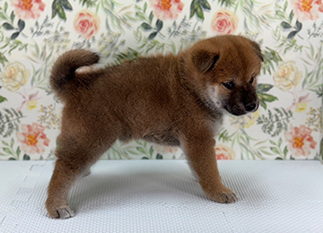子犬240-3