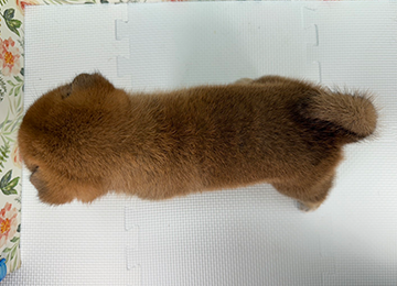 子犬240-4