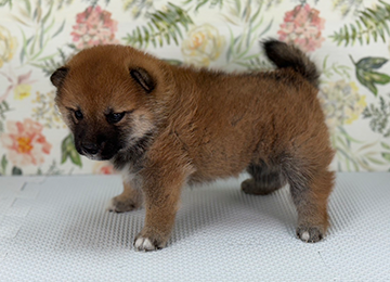 子犬241-2