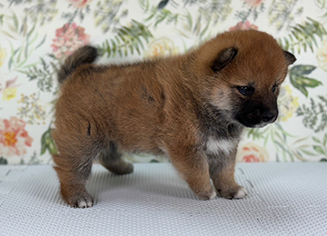 子犬241-3