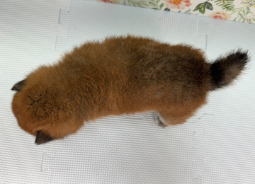 子犬241-4