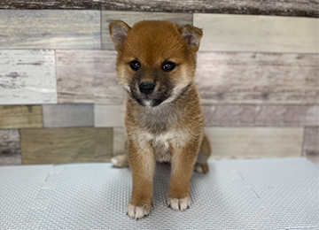 子犬242-1