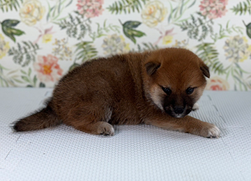 子犬242-3