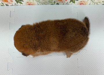 子犬242-4