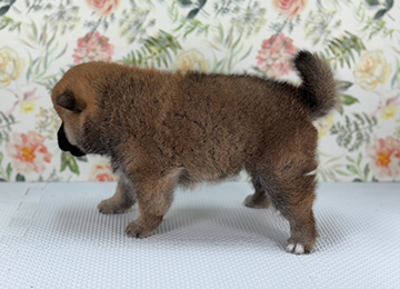 子犬243-2