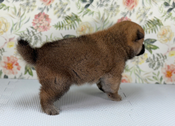 子犬243-3