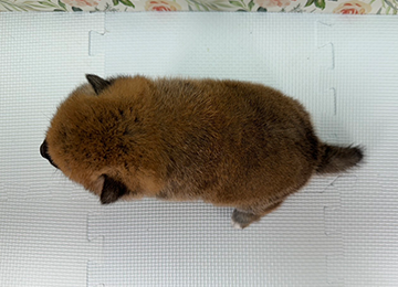 子犬243-4