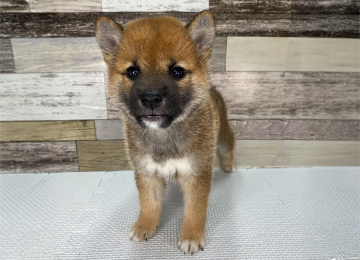 子犬244-1