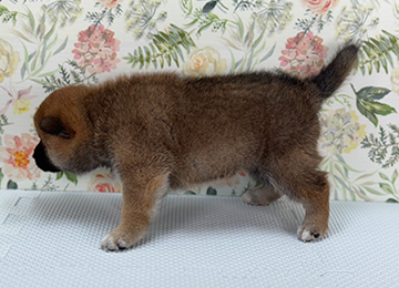 子犬244-2