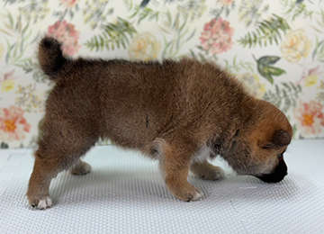 子犬244-3