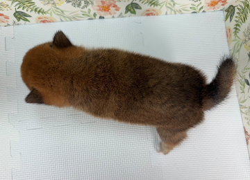 子犬244-4