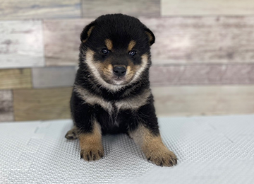 子犬245-1