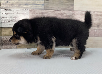 子犬245-2