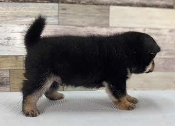 子犬245-3