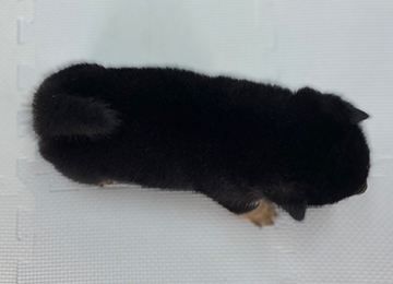 子犬245-4