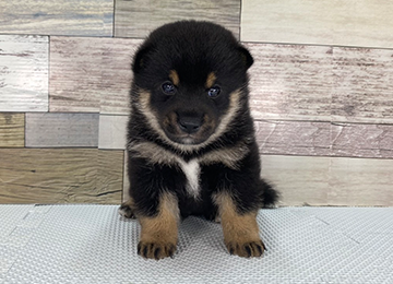子犬246-1