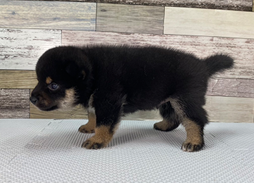 子犬246-2