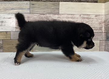 子犬246-3
