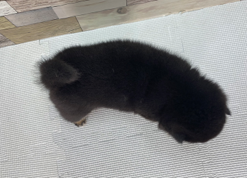 子犬246-4