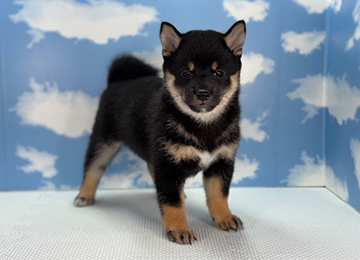 子犬247-1