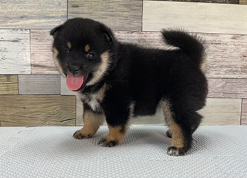 子犬247-2