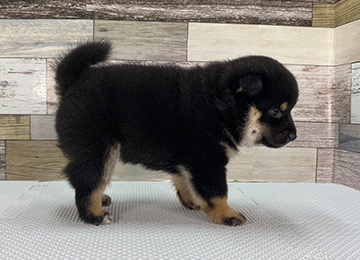 子犬247-3