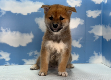 子犬248-1