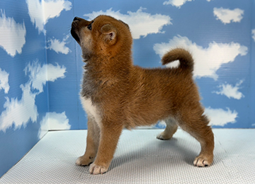 子犬248-2