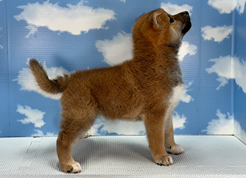 子犬248-3