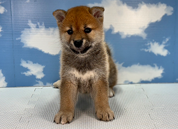 子犬250-1