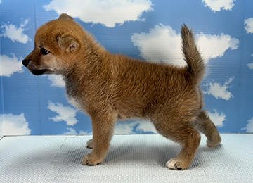 子犬250-2
