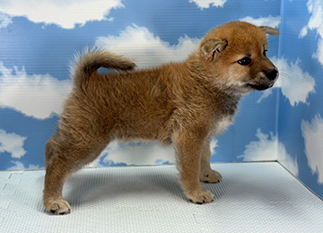 子犬250-3