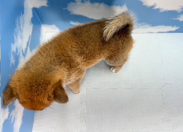 子犬250-4