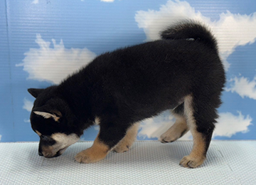 子犬251-2