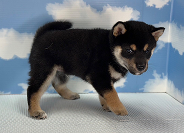 子犬251-3