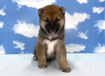 子犬252-1