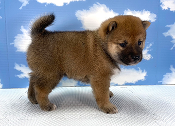 子犬252-3