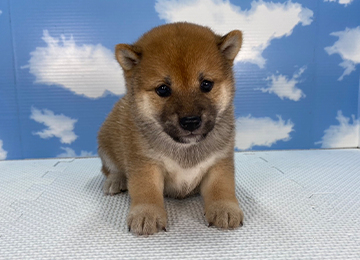 子犬253-1