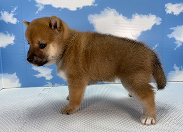 子犬253-2